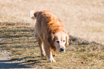 成年金毛猎犬走在地面附近的户外白天
